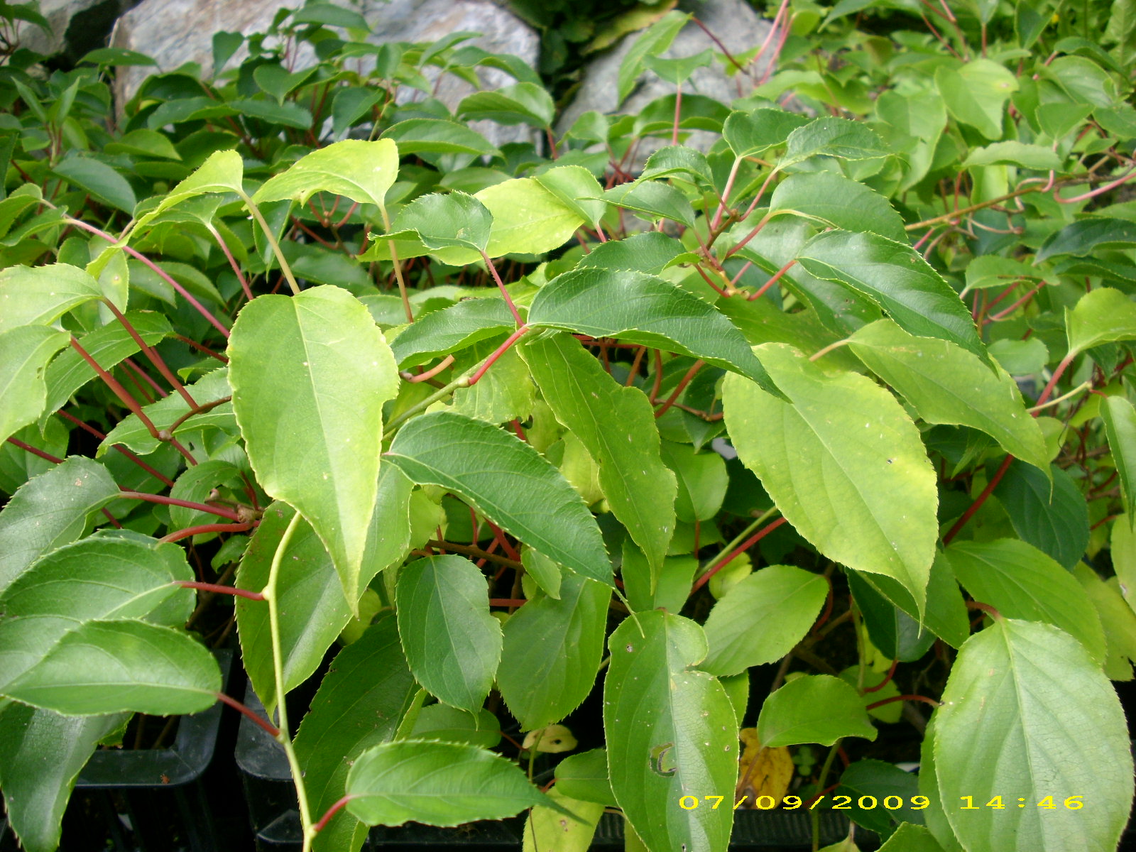 aktinidia