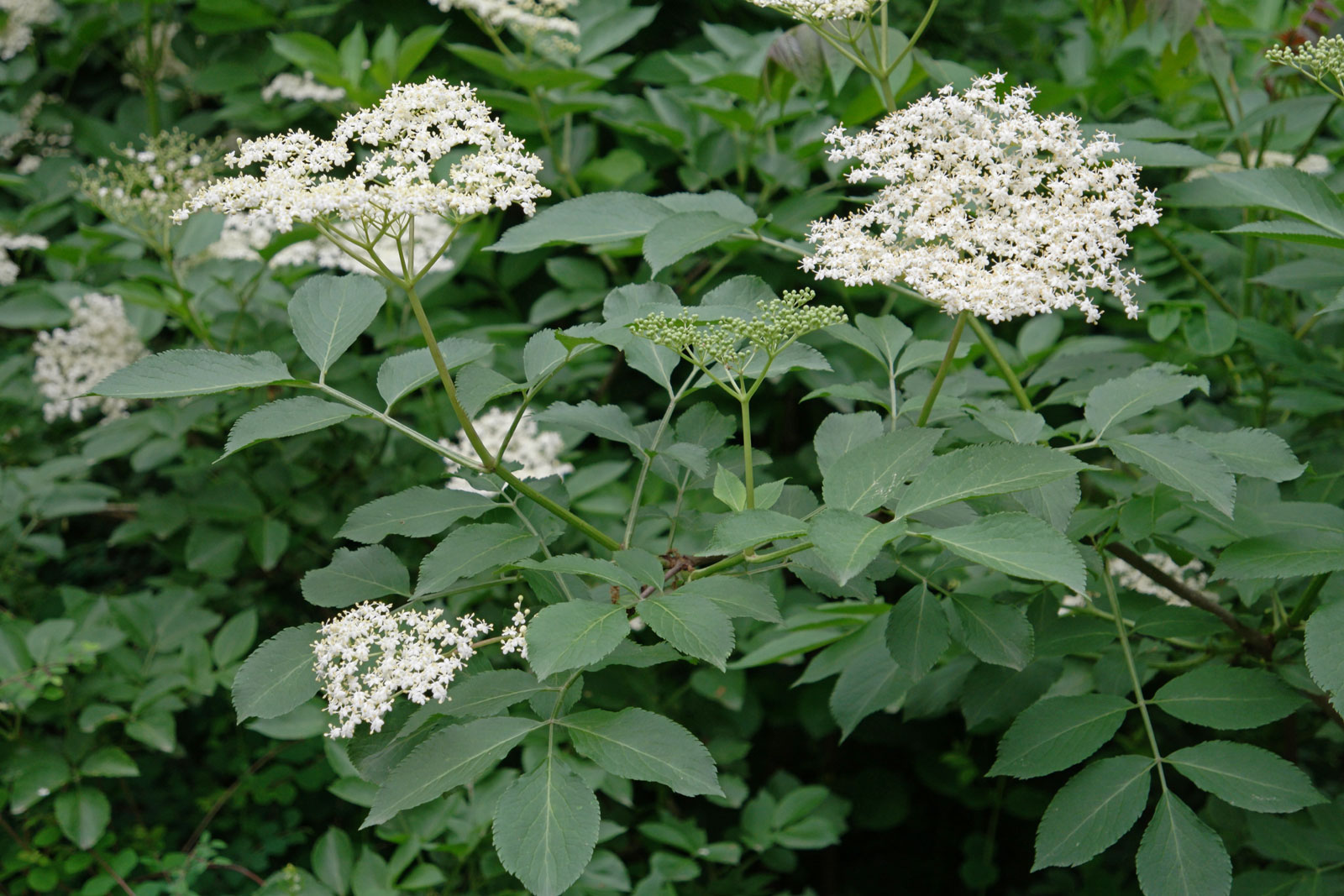 sambucus