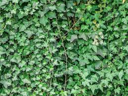 hedera