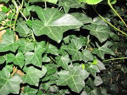 hedera