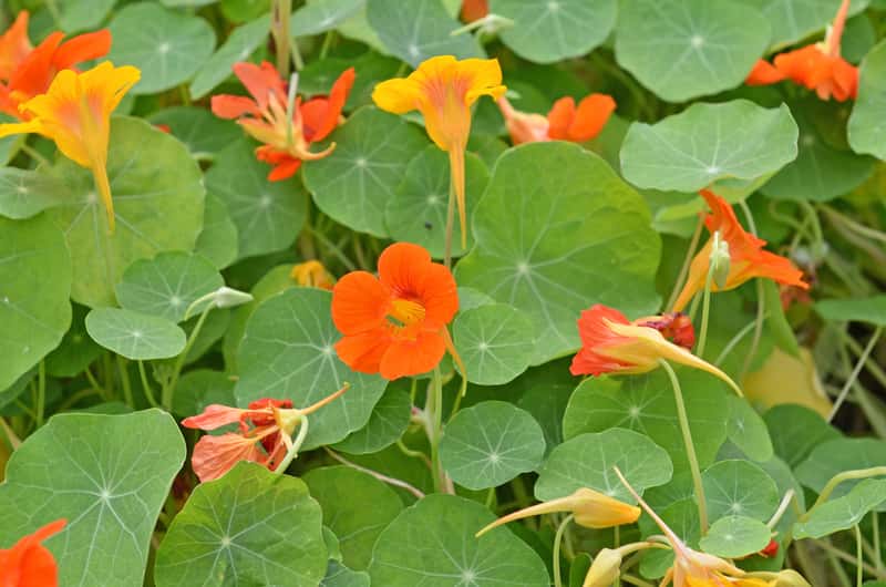 Nasturcja ogrodowa Tropaeolum cultorum