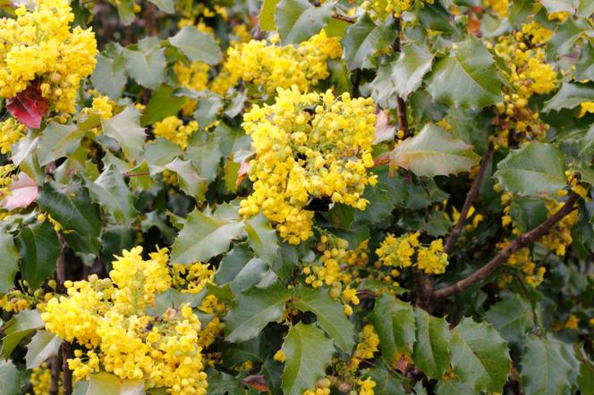 mahonia