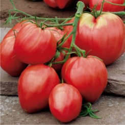 pomidor gronowy